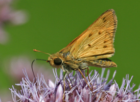Fiery Skipper
